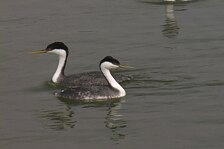 grebe 1.jpg